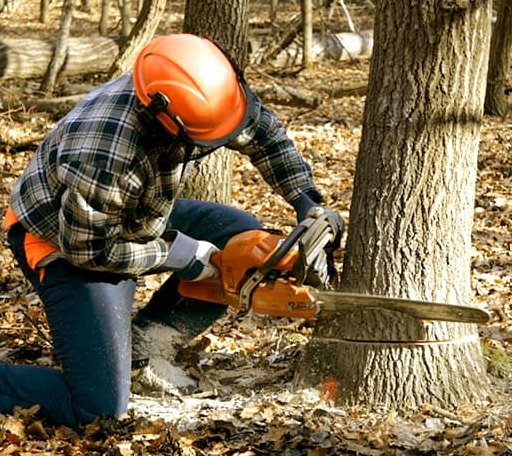 Tree Removal in Weiner, AR